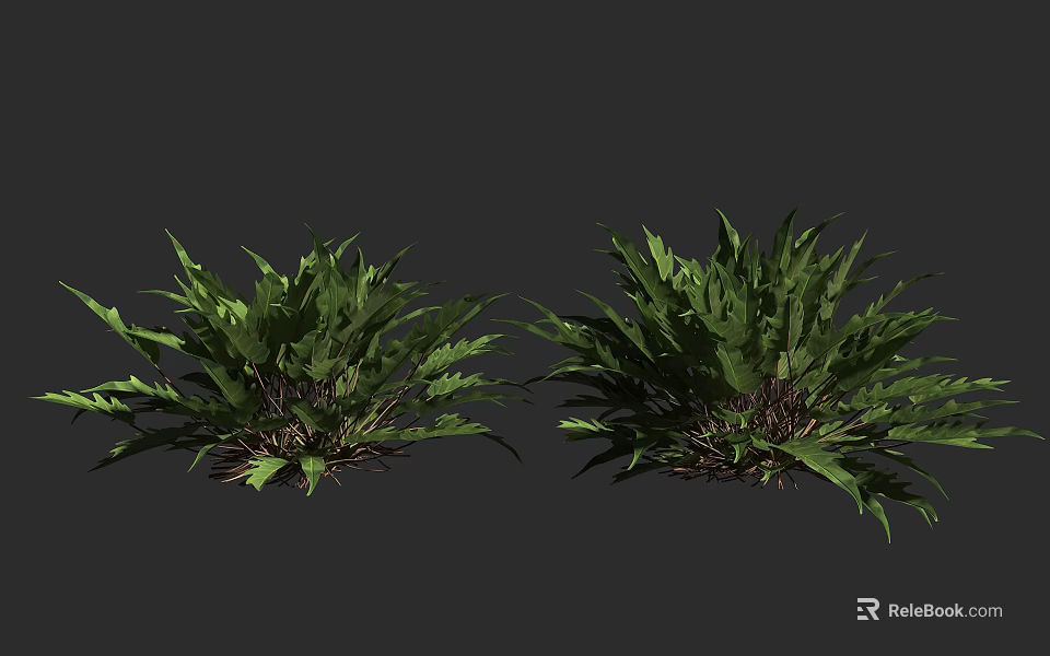 Lush Green Fern Plants Growing In Two Clumps On Dark Background 3d model 