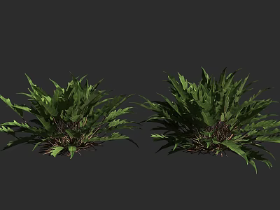 Lush Green Fern Plants Growing In Two Clumps On Dark Background 3d model