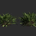 Lush Green Fern Plants Growing In Two Clumps On Dark Background