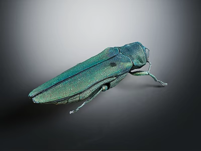 Shiny Green Beetle With Slender Body On Gray Gradient Background In Central Position 3d model
