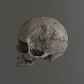 Detailed Realistic Textured Human Skull 3D Rendered Model on Gray Background 3d model