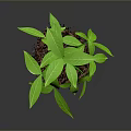 Green Leafy Plant Growing in Brown Mulch Against Gray Background