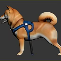 Cute Happy Shiba Inu Standing Wearing Blue Harness With Tongue Out