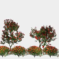 Beautiful Garden Landscape Design With Red Flowering Trees And Colorful Shrubs