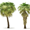 Modern Palm Tree 3d model