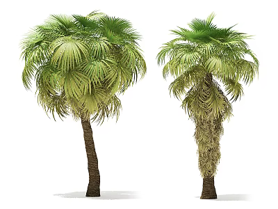 Two Healthy Palm Trees With Lush Green Fronds And Textured Trunks 3d model