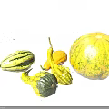 Fresh Colorful Pumpkins and Gourds of Various Shapes on White Kitchen Countertop