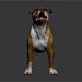 Brown and white Staffordshire Bull Terrier standing on dark background with tongue out