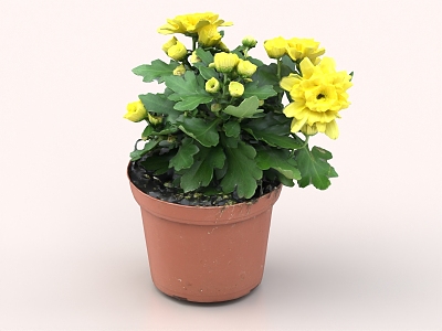 Chrysanthemum Potted Plant Bonsai Flower Pot Floriculture model