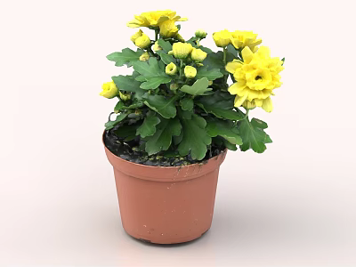 Yellow Chrysanthemum Plant In Brown Pot With Green Leaves And Blooms 3d model