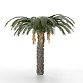 Tropical Palm Tree with Large Feather Like Leaves Grayish Brown Trunk and Yellow Inflorescences