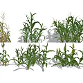 Vegetable Corn Plants Showing Different Growth Stages and Various Conditions
