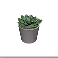 Green Succulent Potted Plant With Fresh Healthy Leaves In White Pot