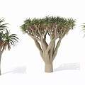 Unique Tropical Trees Featuring Branching Trunks And Lush Foliage For Garden Landscaping