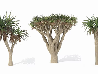 Unique Tropical Trees Featuring Branching Trunks And Lush Foliage For Garden Landscaping 3d model
