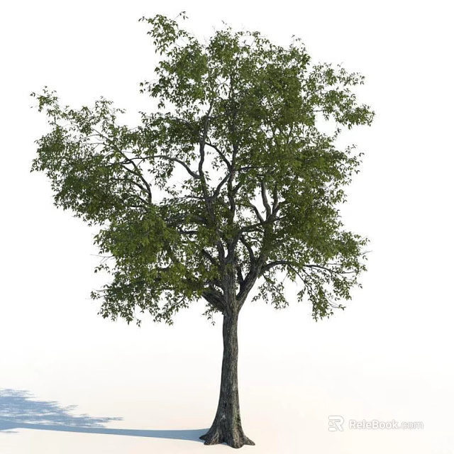 Tall Arbor Tree with Thick Trunk and Lush Green Leaves in Natural Outdoor Setting 3d model 