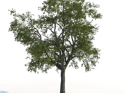 Tall Arbor Tree with Thick Trunk and Lush Green Leaves in Natural Outdoor Setting 3d model