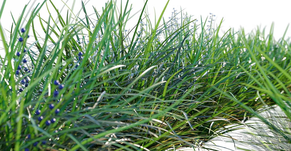 Lush Green Grass With Small Blue Berries In Natural Garden Setting 3d model 