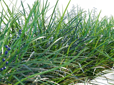 Lush Green Grass With Small Blue Berries In Natural Garden Setting 3d model