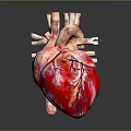 Anatomical Human Heart Organ Model With Detailed Red And Blue Blood Vessels Structure