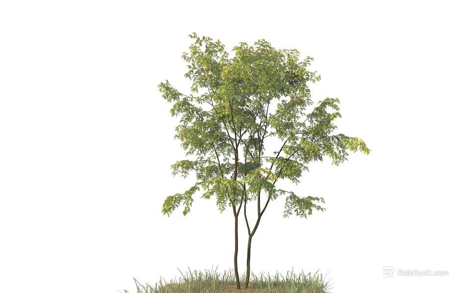 Tall Healthy Arbor With Lush Green Leaves And Double Trunks On Green Grass 3d model 