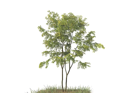 Tall Healthy Arbor With Lush Green Leaves And Double Trunks On Green Grass 3d model