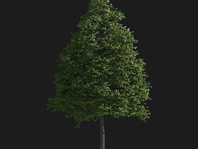 Lush Deciduous Arbor With Thick Green Foliage And Straight Trunk For Natural Landscaping Design 3d model