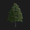 Lush Deciduous Arbor With Thick Green Foliage And Straight Trunk For Natural Landscaping Design