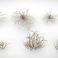 Assorted Small Air Plants With Slender Leaves And Diverse Forms For Indoor Decor