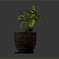 Green Leafy Potted Plant with Bulbous Root in Brown Pot with White Dots