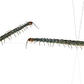 Two Long Bodied Reptile Centipedes With Many Legs On White Background
