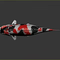Vibrant White Red And Black Koi Fish With Glossy Scales On Reflective Surface