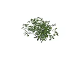 Small Green Shrub Plant Next To Walking Woman Silhouette Carrying Handbag In High Heels