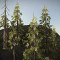 Lush Natural Landscape With Tall Pine Trees Green Yellow Foliage Mountain And Calm Water