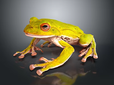 Green Tree Frog With Red Eyes Long Legs And Shiny Skin On Dark Background 3d model