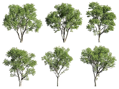 Various Arbor Tree Varieties With Lush Green Foliage And Different Canopy Shapes 3d model