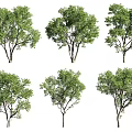 Various Arbor Tree Varieties With Lush Green Foliage And Different Canopy Shapes