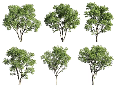 Various Arbor Tree Varieties With Lush Green Foliage And Different Canopy Shapes 3d model