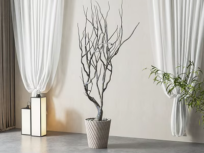 Bare Branched Bonsai Plant in Woven Pot Indoor with White Curtains and Square Lantern 3d model