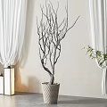 Bare Branched Bonsai Plant in Woven Pot Indoor with White Curtains and Square Lantern