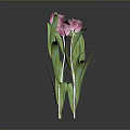 Pink Tulips With Green Leaves And Stems Against Dark Background With Reflections