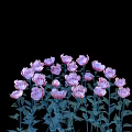 Blooming Pink and Purple Peony Flowers with Green Stems and Leaves on Black Background