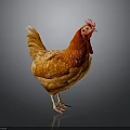 Orange Red Rooster With Vibrant Feathers And Red Comb Standing On Gray Background