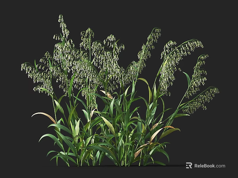 Healthy Green Crop Plant With Long Leaves And Seed Spikes Growing Vigorously 3d model 