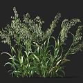 Healthy Green Crop Plant With Long Leaves And Seed Spikes Growing Vigorously