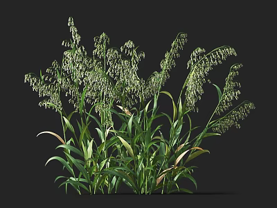 Healthy Green Crop Plant With Long Leaves And Seed Spikes Growing Vigorously 3d model