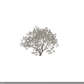 Flowering Tree with Lush White Blossoms Multiple Trunks Dark Background and Human Silhouette 3d model