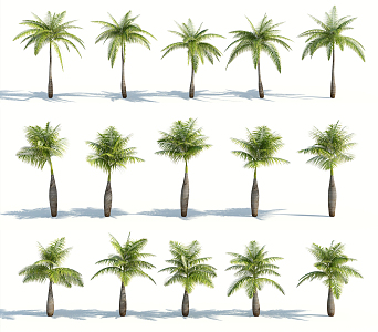 Modern Palm Tree 3d model