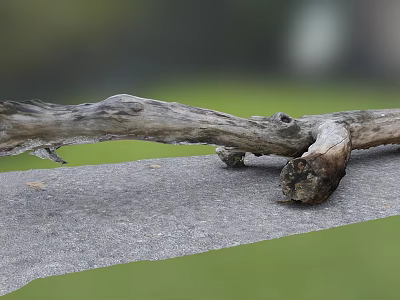 Dry Log Lying on Gray Stone Slab With Green Grass Background 3d model