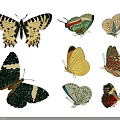 Vibrant Butterfly Animal Wall Decor With Various Colorful Patterns And Designs 3d model